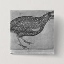 Search for album square badges Pisanello