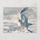 Search for bernard friel postcards Bird