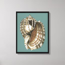 Search for seashells sea shells canvas prints Nature