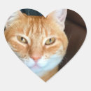 Search for orange tabby cat stickers Animal