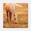 Search for digital horse magnets Nature
