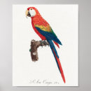 Search for ara posters Bird