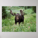 Search for moose posters Antler