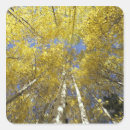 Search for aspen leaves stickers Grove