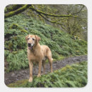 Search for lab dog stickers Usa