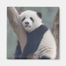 Search for panda magnets Bear