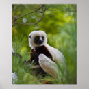 Search for lemurs art Africa