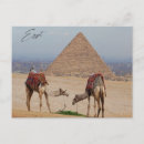 Search for camel desert postcards Pyramid
