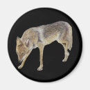 Search for scavenger magnets Wildlife