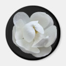 Search for white bloom magnets Flower
