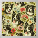 Search for border collie posters Pets