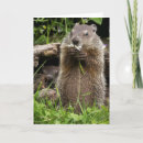 Search for hogs cards Nature