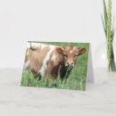 Search for cow get well cards Humour