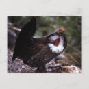 Search for strut postcards Nature