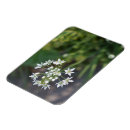 Search for delicate magnets Garden