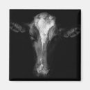 Search for cow magnets Holstein
