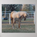 Search for newborn the posters Horse