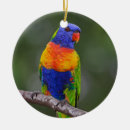 Search for rainbow lory Lories