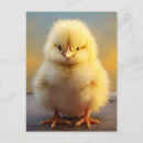 Search for funny chick postcards Cute