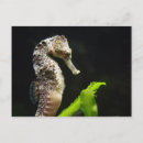 Search for hippocampus postcards Fish