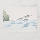 Search for common dolphin Motion