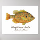 Search for bluegill art Sunfish