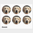 Search for oil stickers Cute