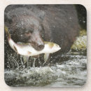 Search for alaska coasters Bear