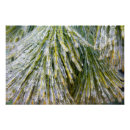 Search for pine needle posters Abstract