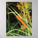 Search for cattails posters Water