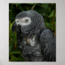 Search for grey parrot posters Photography