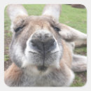 Search for kangaroo stickers Australia
