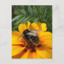 Search for bumblebees postcards Summer