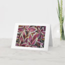 Search for coleus postcards Garden