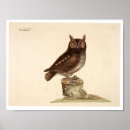 Search for vintage bird illustrations posters Owl