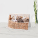 Search for tiny cards Queen's dog