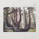 Search for spruce tree postcards Nature
