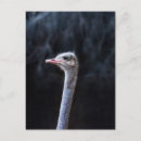 Search for ostrich postcards Portrait