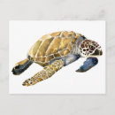 Search for sea turtle art postcards Animal