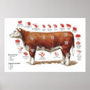 Search for beef cut posters Meat