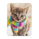 Search for tabby magnets Kitten