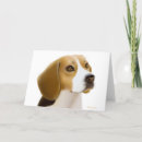 Search for beagle lovers cards Animals