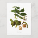 Search for walnut Botanical
