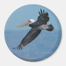 Search for brown beak Wings