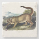 Search for mountain lion coasters Cougar