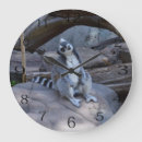 Search for ringtailed Wildlife
