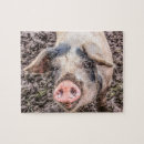 Search for piglet puzzles Hog