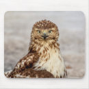 Search for tailed hawk electronics Wildlife