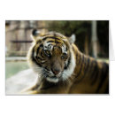 Search for big cat predators cards Feline
