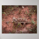 Search for toad picture posters Animal